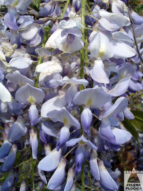 Wisteria floribunda - cvet